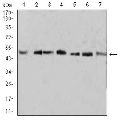 Western Blot: KLF2 Antibody (2F12A11) [NBP2-61812] - Analysis using KLF2 mouse mAb against A431 (1), U937 (2), NIH/3T3 (3), Raw264.7 (4), SPC-A-1 (5), SK-MES-1 (6), and MOLT4 (7) cell lysate.