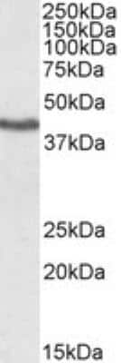 Western Blot: KLF3 Antibody [NB100-1018] - Staining of Human Heart lysate. Antibody at 1 ug/mL (35 ug protein in RIPA buffer). Detected by chemiluminescence.