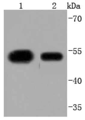 Western Blot: KLF4 Antibody (JF98-08) [NBP2-66918] - Analysis of KLF4 on different lysates using anti-KLF4 antibody at 1/1,000 dilution. Positive control: Lane 1: 293 Lane 2: NCCIT