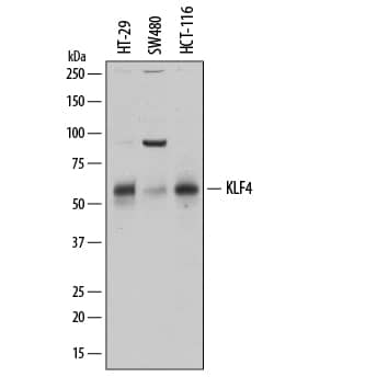 Western blot shows lysates of HT-29 human colon adenocarcinoma cell line, SW480 human colorectal adenocarcinoma cell line, and HCT-116 human colorectal carcinoma cell line. PVDF membrane was probed with 0.5 µg/mL of Goat Anti-Human KLF4 Antigen Affinity-purified Polyclonal Antibody (Catalog # AF3640) followed by HRP-conjugated Anti-Goat IgG Secondary Antibody (HAF109). A specific band was detected for KLF4 at approximately 60 kDa (as indicated). This experiment was conducted under reducing conditions and using Immunoblot Buffer Group 5.