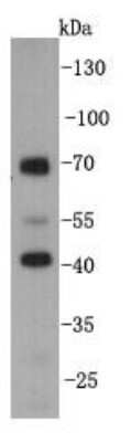 Western Blot: KLHDC3 Antibody (A8-E8) [NBP2-66919] - Analysis on mouse testis tissue lysate using anti-KLHDC3 mouse mAb.