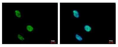 Immunocytochemistry/Immunofluorescence: KLHDC4 Antibody [NBP2-17073] - Sample: HeLa cells were fixed in 4% paraformaldehyde at RT for 15 min. Green: KLHDC4 protein stained by KLHDC4 antibody diluted at 1:500. Blue: Hoechst 33343 staining.