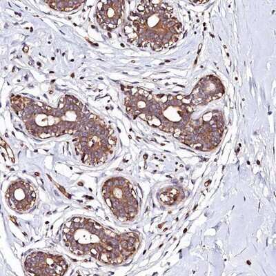 Immunohistochemistry-Paraffin: KLHDC4 Antibody [NBP1-85129] - Staining of human breast shows moderate cytoplasmic positivity in glandular cells.