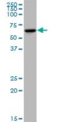 Western Blot KLHDC4 Antibody - Azide and BSA Free
