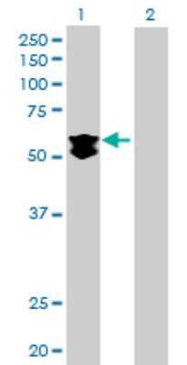 Western Blot: KLHDC4 Antibody [H00054758-B01P] - Analysis of KLHDC4 expression in transfected 293T cell line by KLHDC4 polyclonal antibody.  Lane 1: KLHDC4 transfected lysate(57.2 KDa). Lane 2: Non-transfected lysate.