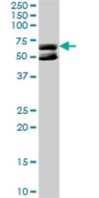 Western Blot: KLHDC4 Antibody [H00054758-D01P] - Analysis of KLHDC4 expression in HeLa.