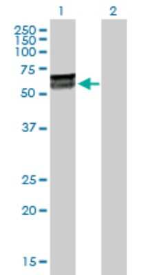 Western Blot: KLHDC4 Antibody [H00054758-D01P] - Analysis of KLHDC4 expression in transfected 293T cell line by KLHDC4 polyclonal antibody.Lane 1: KLHDC4 transfected lysate(57.90 KDa).Lane 2: Non-transfected lysate.