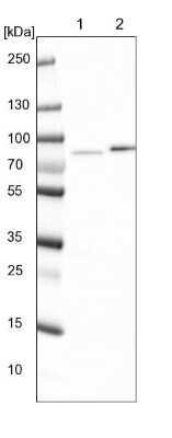 Western Blot: KLHDC4 Antibody [NBP1-85129] - Lane 1: NIH-3T3 cell lysate (Mouse embryonic fibroblast cells). Lane 2: NBT-II cell lysate (Rat Wistar bladder tumor cells).