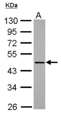 Western Blot: KLHDC4 Antibody [NBP2-17073] - Sample (30 ug of whole cell lysate) A: 293T 10% SDS PAGE gel, diluted at 1:1000.