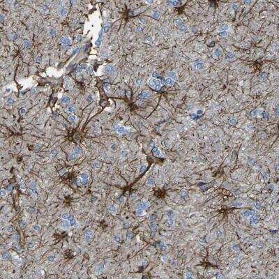 Immunohistochemistry-Paraffin: KLHDC8B Antibody [NBP1-82703] - Staining of human cerebral cortex shows strong cytoplasmic positivity in glial cells.