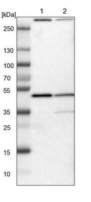 Western Blot: KLHDC8B Antibody [NBP1-82703] - Lane 1: NIH-3T3 cell lysate (Mouse embryonic fibroblast cells). Lane 2: NBT-II cell lysate (Rat Wistar bladder tumor cells).