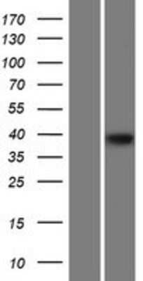 Western Blot: KLHDC8B Overexpression Lysate (Adult Normal) [NBP2-05113] Left-Empty vector transfected control cell lysate (HEK293 cell lysate); Right -Over-expression Lysate for KLHDC8B.