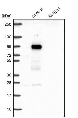 Western Blot: KLHL11 Antibody [NBP1-83846] - Analysis in control (vector only transfected HEK293T lysate) and KLHL11 over-expression lysate (Co-expressed with a C-terminal myc-DDK tag (3.1 kDa) in mammalian HEK293T cells).