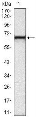Western Blot: KLHL12/C3IP1 Antibody (2G2) [NBP1-51616] - KLHL12/C3IP1 Antibody (2G2) Western blot analysis using KLHL12 mouse mAb against Hela (1) cell lysate.
