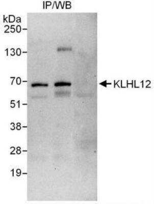 Immunoprecipitation: KLHL12/C3IP1 Antibody [NBP1-49927] - Detection of Human KLHL12 by Western Blot of Immunoprecipitates. Samples: Whole cell lysate (1 mg for IP, 20% of IP loaded) from HeLa cells. Antibodies: Affinity purified rabbit anti-KLHL12 antibody used for IP at 3 mcg/mg lysate.  KLHL12 was also immunoprecipitated by rabbit anti-KLHL12 antibody  which recognizes a downstream epitope.  For blotting immunoprecipitated KLHL12 was used at 1 mcg/ml.  Detection: Chemiluminescence with an exposure time of 30 seconds.