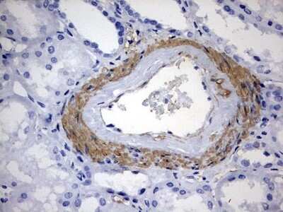 Immunohistochemistry: KLHL12/C3IP1 Antibody (OTI4E1) - Azide and BSA Free [NBP2-72118] - Analysis of Human Kidney tissue. (Heat-induced epitope retrieval by 10mM citric buffer, pH6.0, 120C for 3min)
