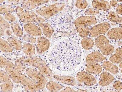 Immunohistochemistry-Paraffin: KLHL17 Antibody [NBP3-06047] - Staining of human KLHL17 in human kidney with rabbit polyclonal antibody at 1:1000 dilution.