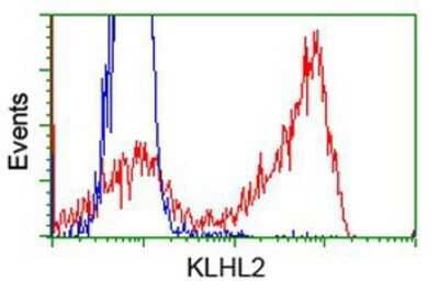 Flow Cytometry KLHL2 Antibody (OTI1G7)