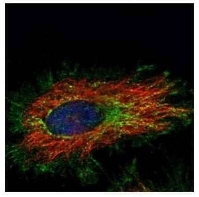 Immunocytochemistry/Immunofluorescence: KLHL2 Antibody [NBP2-17080] - Confocal immunofluorescence analysis of methanol-fixed HeLa, using KLHL2 antibody (Green) at 1:500 dilution. Alpha-tubulin filaments are labeled with Alpha-tubulin antibody (Red) at 1:2000.