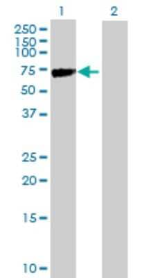 Western Blot: KLHL2 Antibody [H00011275-B01P] - Analysis of KLHL2 expression in transfected 293T cell line by KLHL2 polyclonal antibody.  Lane 1: KLHL2 transfected lysate(65.23 KDa). Lane 2: Non-transfected lysate.