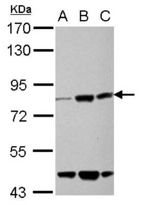 Western Blot KLHL22 Antibody