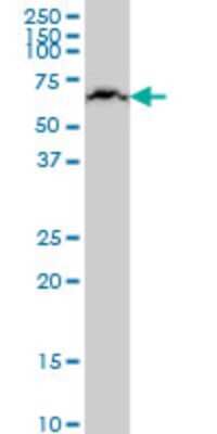 Western Blot: KLHL25 Antibody (1E9) [H00064410-M09] - Analysis of KLHL25 expression in Jurkat (Cat # L017V1).