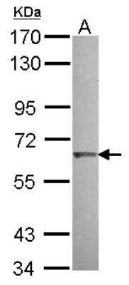 Western Blot KLHL25 Antibody - BSA Free