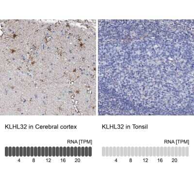 Immunohistochemistry-Paraffin: KLHL32 Antibody [NBP2-14169] - Staining in human cerebral cortex and tonsil tissues using anti-KLHL32 antibody. Corresponding KLHL32 RNA-seq data are presented for the same tissues.