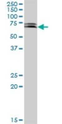 Western Blot: KLHL32 Antibody [H00114792-B01P] - Analysis of KIAA1900 expression in human colon.