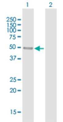 Western Blot: KLHL32 Antibody [H00114792-B01P] - Analysis of KLHL32 expression in transfected 293T cell line by KLHL32 polyclonal antibody.  Lane 1: KIAA1900 transfected lysate(51.7 KDa). Lane 2: Non-transfected lysate.