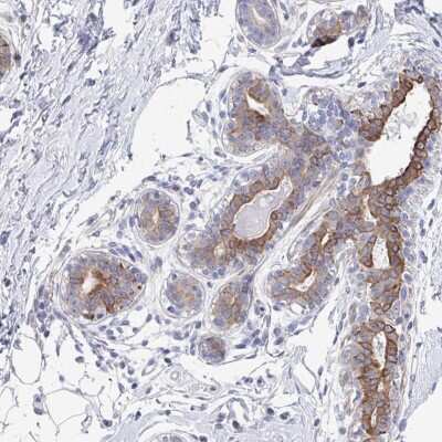 Immunohistochemistry-Paraffin: KLHL33 Antibody [NBP2-34165] - Staining of human breast shows strong cytoplasmic positivity in glandular cells.