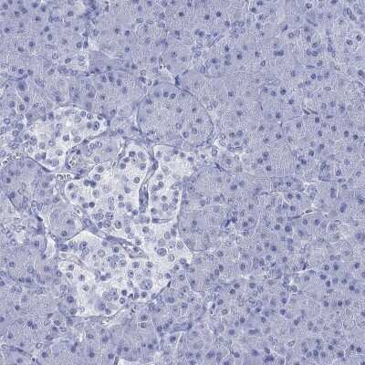 Immunohistochemistry-Paraffin: KLHL33 Antibody [NBP3-17104] - Staining of human pancreas shows low expression as expected.