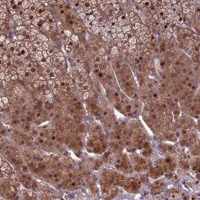 Immunohistochemistry-Paraffin: KLHL35 Antibody [NBP1-89838] - Staining of human adrenal gland shows strong cytoplasmic and nuclear positivity in glandular cells.