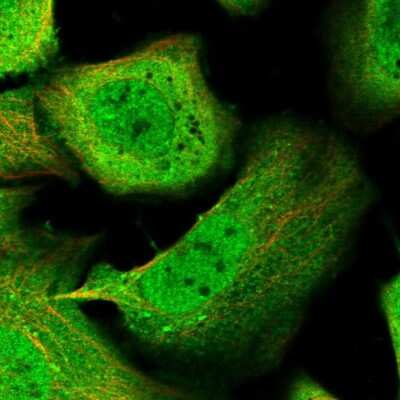 Immunocytochemistry/ Immunofluorescence KLHL7 Antibody - BSA Free