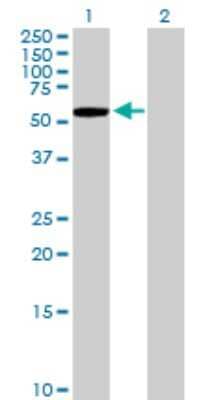 Western Blot: KLHL7 Antibody [H00055975-B01P] - Analysis of KLHL7 expression in transfected 293T cell line by KLHL7 polyclonal antibody.  Lane 1: KLHL7 transfected lysate(64.46 KDa). Lane 2: Non-transfected lysate.