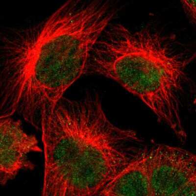 Immunocytochemistry/Immunofluorescence: KLHL8 Antibody [NBP1-81415] - Immunofluorescent staining of human cell line U-251 MG shows localization to nucleoplasm.