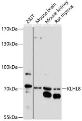 Western Blot: KLHL8 Antibody [NBP3-04914] - Analysis of extracts of various cell lines, using KLHL8 antibody at 1:1000 dilution. Secondary antibody: HRP Goat Anti-Rabbit IgG (H+L) at 1:10000 dilution. Lysates/proteins: 25ug per lane. Blocking buffer: 3% nonfat dry milk in TBST. Detection: ECL Basic Kit