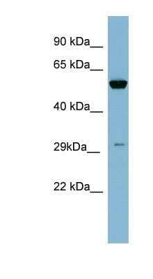 Western Blot: KLK10 Antibody [NBP1-58249] - KLK10 Antibody THP-1 cell lysate, concentration 0.2-1 ug/ml.