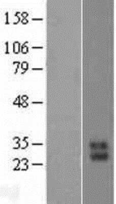 Western Blot: KLK10 Overexpression Lysate (Native) [NBP2-11450] - KLK10 Overexpression Lysate (Native) Left-Empty vector transfected control cell lysate (HEK293 cell lysate); Right -Over-expression Lysate for PRSS57.