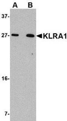 Western Blot KLRA1 Antibody - BSA Free