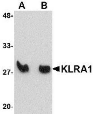 Western Blot KLRA1 Antibody - BSA Free