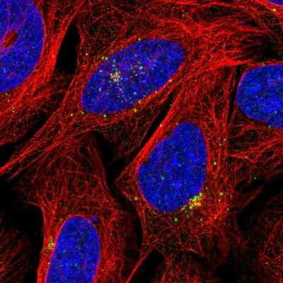 Immunocytochemistry/ Immunofluorescence KLRAQ1 Antibody - BSA Free