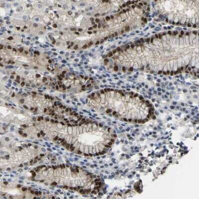 Immunohistochemistry-Paraffin: KLRG2 Antibody [NBP1-90628] - Staining of human stomach shows strong nuclear positivity in glandular cells.