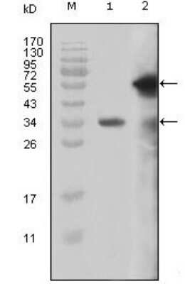 Western Blot: KMT2A/MLL Antibody (10F8D7) [NBP1-51542] - Western blot analysis using MLL mouse mAb against truncated MLL recombinant protein (1) and truncated GFP-MLL(aa3714-3969) transfected COS-7 cell lysate (2).