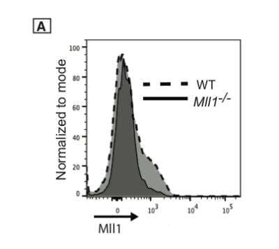 Flow Cytometry: KMT2A/MLL Antibody [NB600-256] - Flow cytometry testing of KMT2A/MLL antibody on murine WT and Mll1-/- CD4 T cells that were stimulated in-vitro with anti-CD3/ -CD28 antibodies. Image submitted by our verified customer (see Review section for additional details).