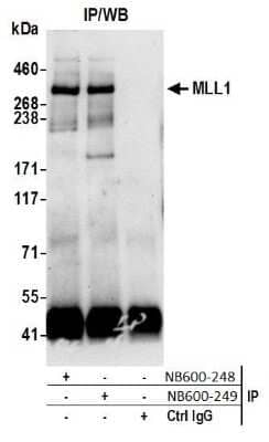 <b>Biological Strategies Validation. </b>Immunoprecipitation: KMT2A/MLL Antibody [NB600-249] - Samples: Nuclear Extract (0.5 or 1.0 mg per IP reaction; 20% of IP loaded) from HeLa cells. Antibodies: Affinity purified rabbit anti-MLL1 antibody NB600-249 used for IP at 6 ug per reaction. MLL1 was also immunoprecipitated by rabbit anti-MLL1 antibody NB600-248. For blotting immunoprecipitated MLL1, NB600-249 was used at 1 ug/ml. Detection: Chemiluminescence with an exposure time of 30 seconds.