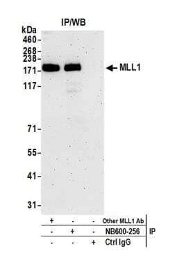 <b>Independent Antibodies Validation. </b>Immunoprecipitation: KMT2A/MLL Antibody [NB600-256] - Detection of human MLL1 by western blot of immunoprecipitates. Samples: Whole cell lysate (1.0 mg per IP reaction; 20% of IP loaded) from HEK293T cells prepared using NETN lysis buffer. Antibodies: Affinity purified rabbit anti-MLL1 antibody NB600-256 used for IP at 3 ug per reaction. MLL1 was also immunoprecipitated by another rabbit anti-MLL1 antibody. For blotting immunoprecipitated MLL1, NB600-256 was used at 1 ug/ml. Detection: Chemiluminescence with an exposure time of 3 minutes.