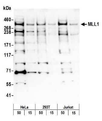 Western Blot KMT2A/MLL Antibody