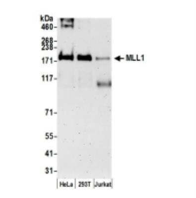 Western Blot KMT2A/MLL Antibody