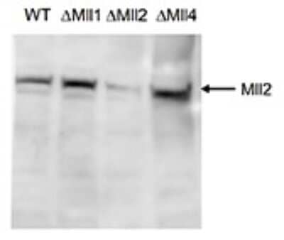 Western Blot: KMT2B Antibody [NBP3-18667] - Figure 2. Western blot analysis using the antibody directed against KMT2B Western blot was performed on whole cell lysates from mouse embryonic stem cells (E14Tg2a) with the antibody against mouse KMT2B , diluted 1:500 in BSA/PBS-Tween. The location of the N-terminal fragment of KMT2B is indicated on the right (270 kDa). Cells homozygous for the targeted conditional mll2 allele (delta KMT2B) show a dramatic reduction of KMT2B protein after partial recombination, whereas KMT2B protein was detected in deltaMll1, deltaMll4 and WT E14Tg2a cells.